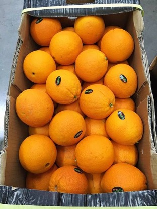 ส้มนำเข้า - ร้าน ฉ.ฮั้ว-จำหน่ายผลไม้นำเข้า ผลไม้นานาชาติ